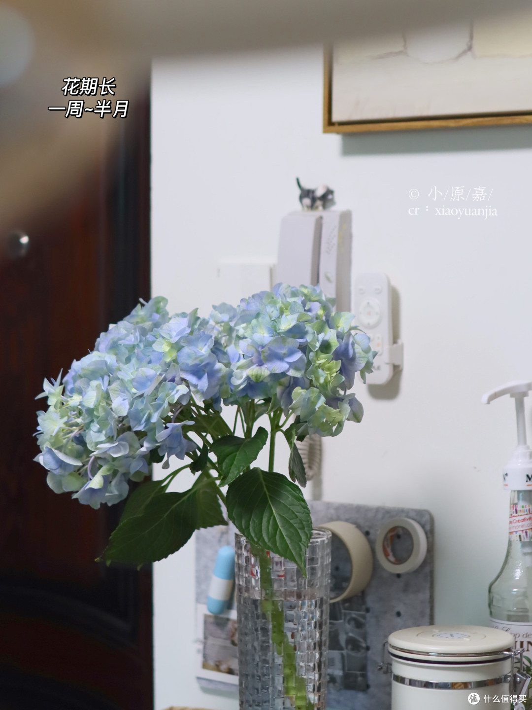 春节年宵花买什么,好看又有好寓意?有必要买很贵的限定款吗?