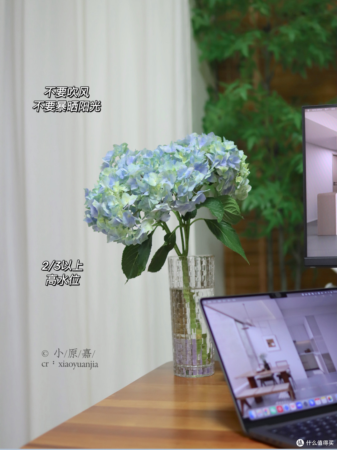 春节年宵花买什么,好看又有好寓意?有必要买很贵的限定款吗?