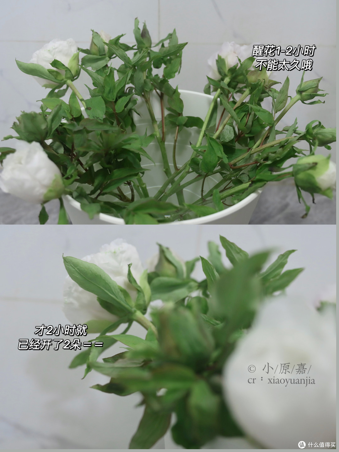 春节年宵花买什么,好看又有好寓意?有必要买很贵的限定款吗?