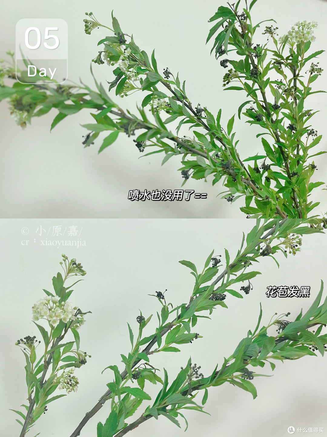 春节年宵花买什么,好看又有好寓意?有必要买很贵的限定款吗?
