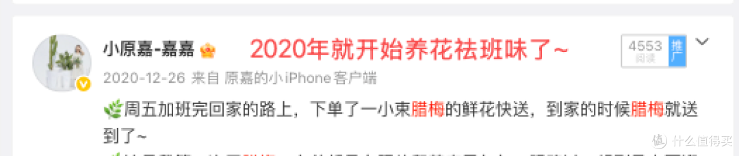 春节年宵花买什么,好看又有好寓意?有必要买很贵的限定款吗?