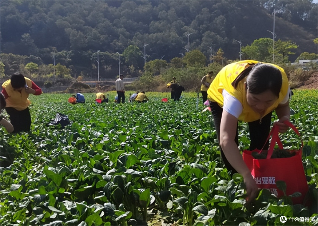 广东惠州：红棉志愿者走进南湾农场 爱心回馈温暖公益路