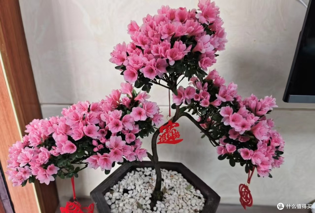 广州一女子,晒“3680元的杜鹃花”走红,网友:真的绝美!