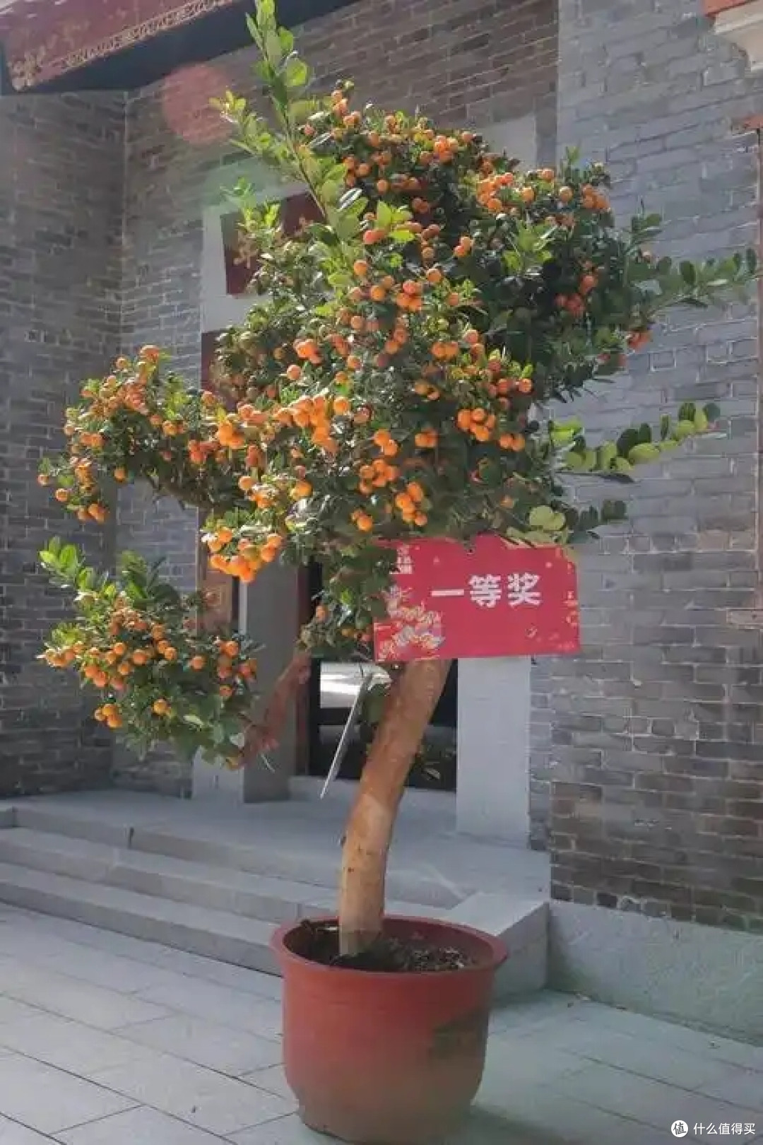 广东太太晒亲戚送的“最美年桔”,型美桔多,网友:真有个性!