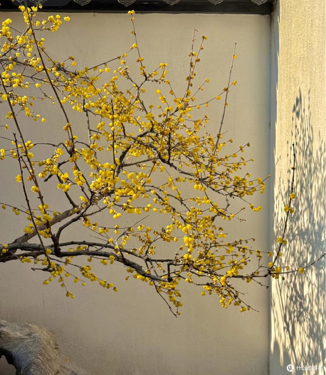 女子因“春晚12花神”直接火翻,网友:红眼病犯了,全都想养之一