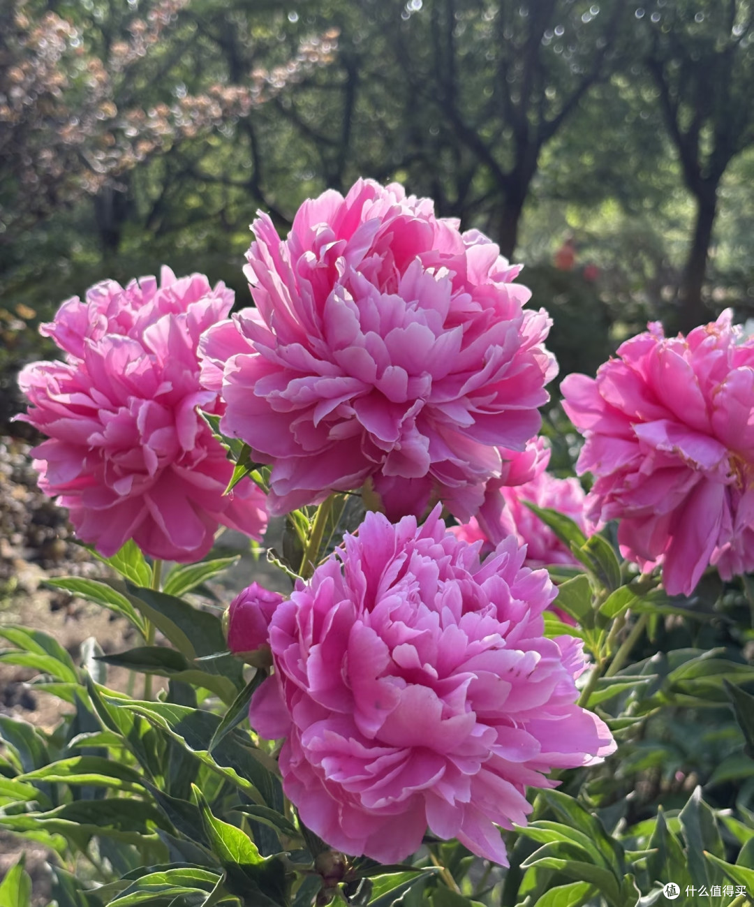 女子因“春晚12花神”直接火翻,网友:红眼病犯了,全都想养之一