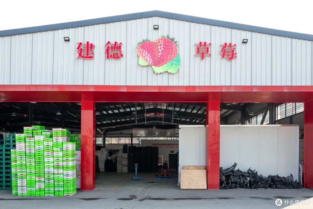高铁33分钟!现在买票去这个年味爆表的“草莓王国”还来得及!