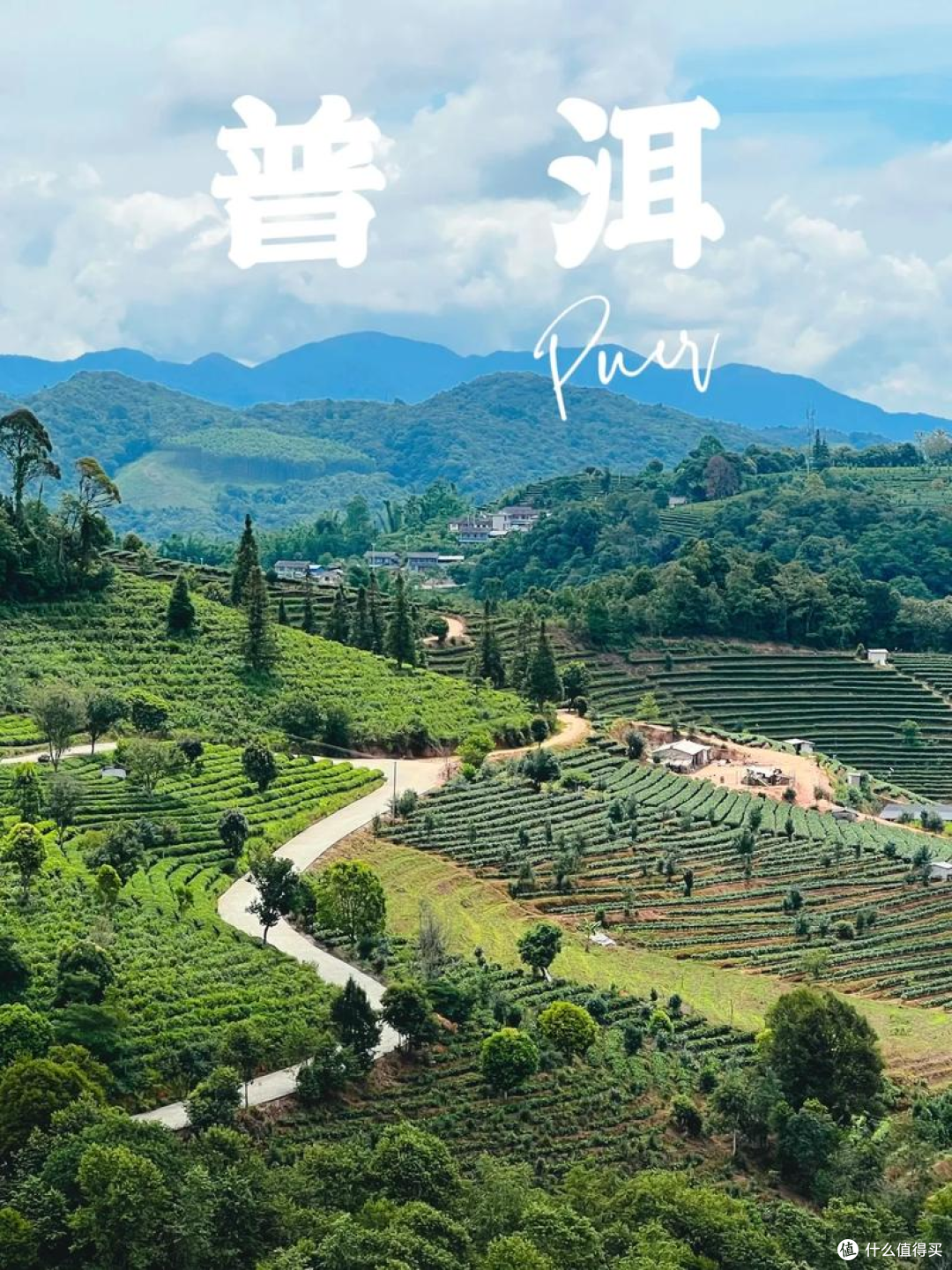 辟谣普洱茶:所谓“一克五亿霉菌”,不过是危言耸听!