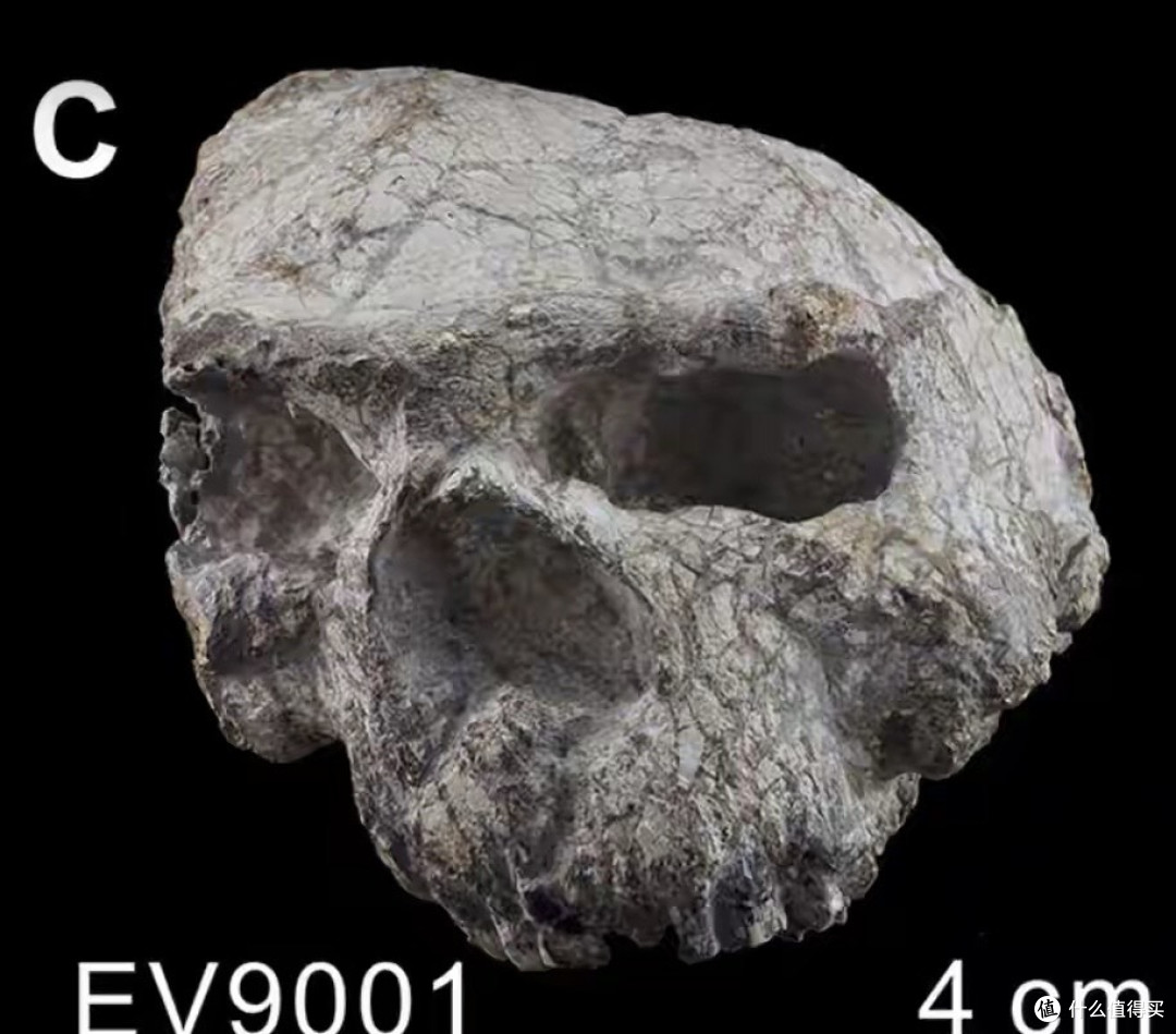 177万年!中国考古再破世界纪录:湖北郧县发现东亚最早直立人