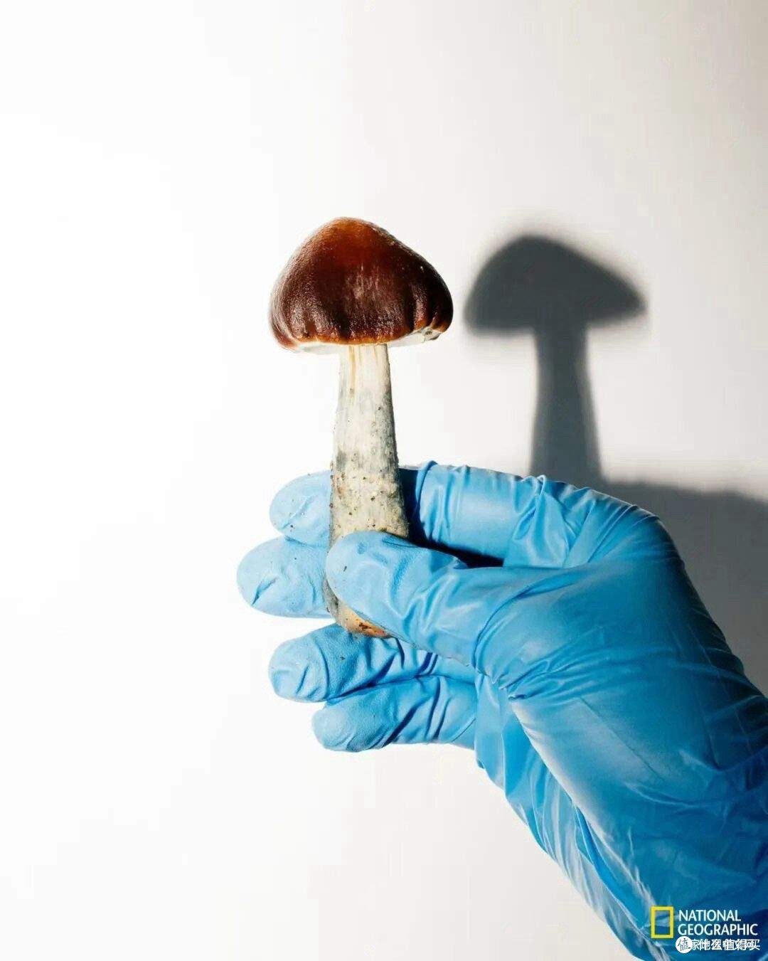 让死亡不再痛苦,一种从致幻蘑菇中提取的药物正改变晚期癌痛