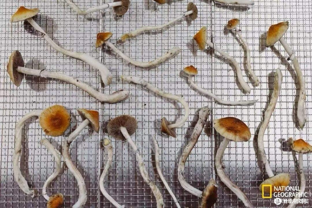 让死亡不再痛苦,一种从致幻蘑菇中提取的药物正改变晚期癌痛
