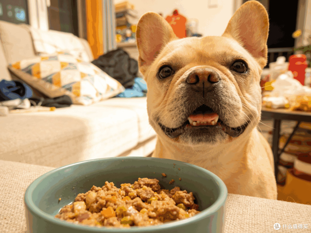 宠物料理机到底多省事?用对方法照着自制猫饭食谱大全只需5分钟