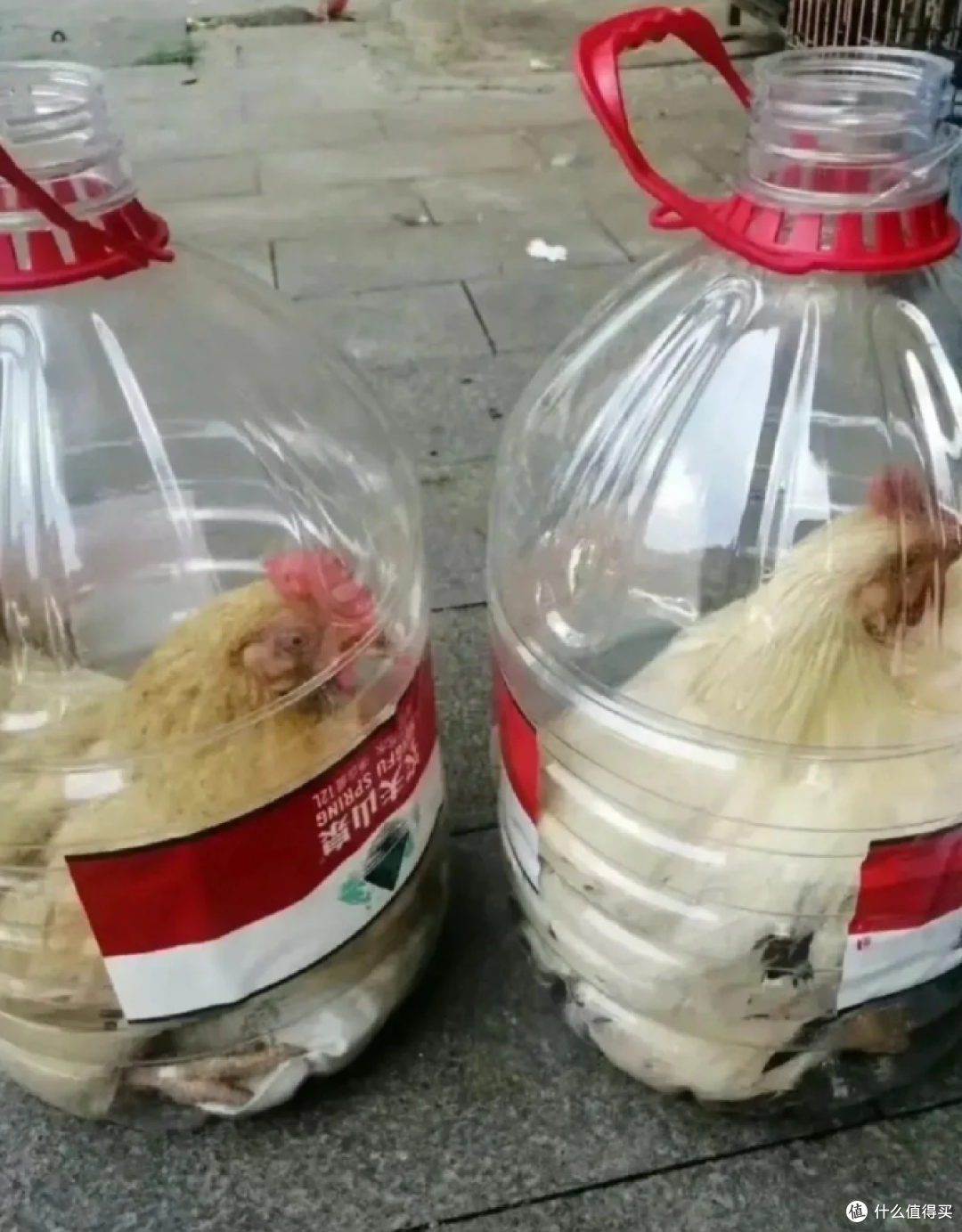 第一次感受到“矿泉水桶”的威力!改造一下,比专门的东西还好用