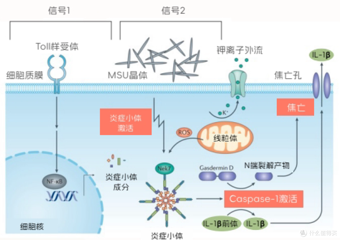 药物如何配合生活调理,实现血尿酸持续稳定达标?