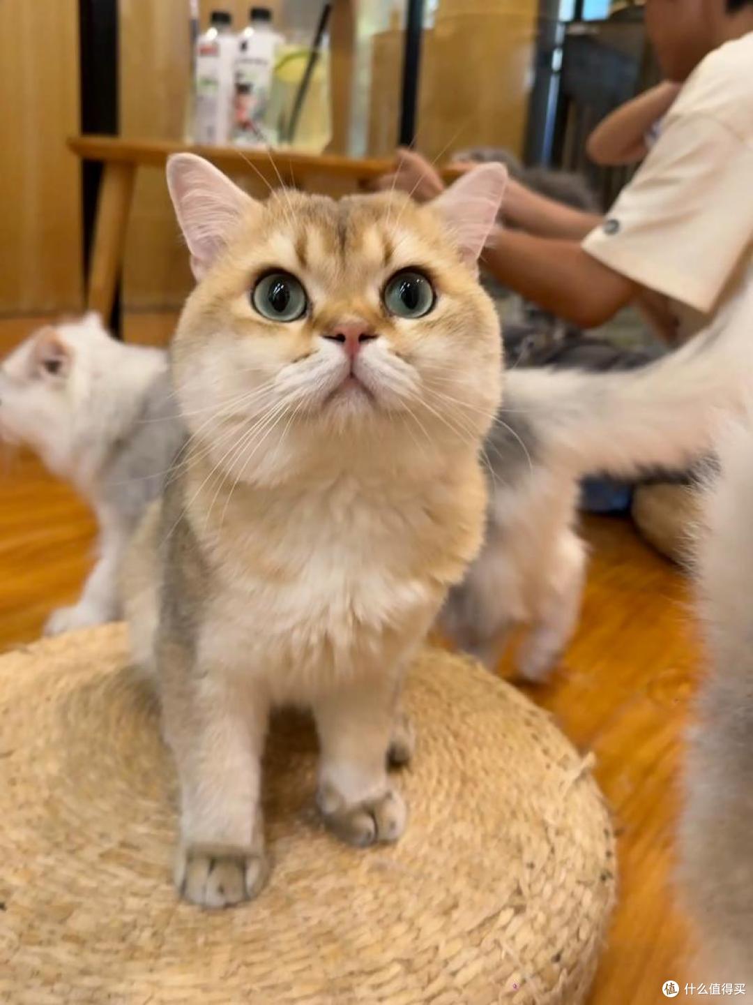 乐顿夹心猫粮好不好?值得买吗?2026乐顿夹心猫粮测评
