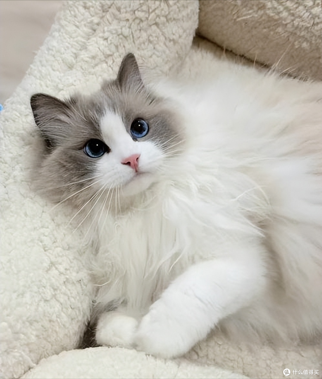 乐顿夹心猫粮好不好?值得买吗?2026乐顿夹心猫粮测评