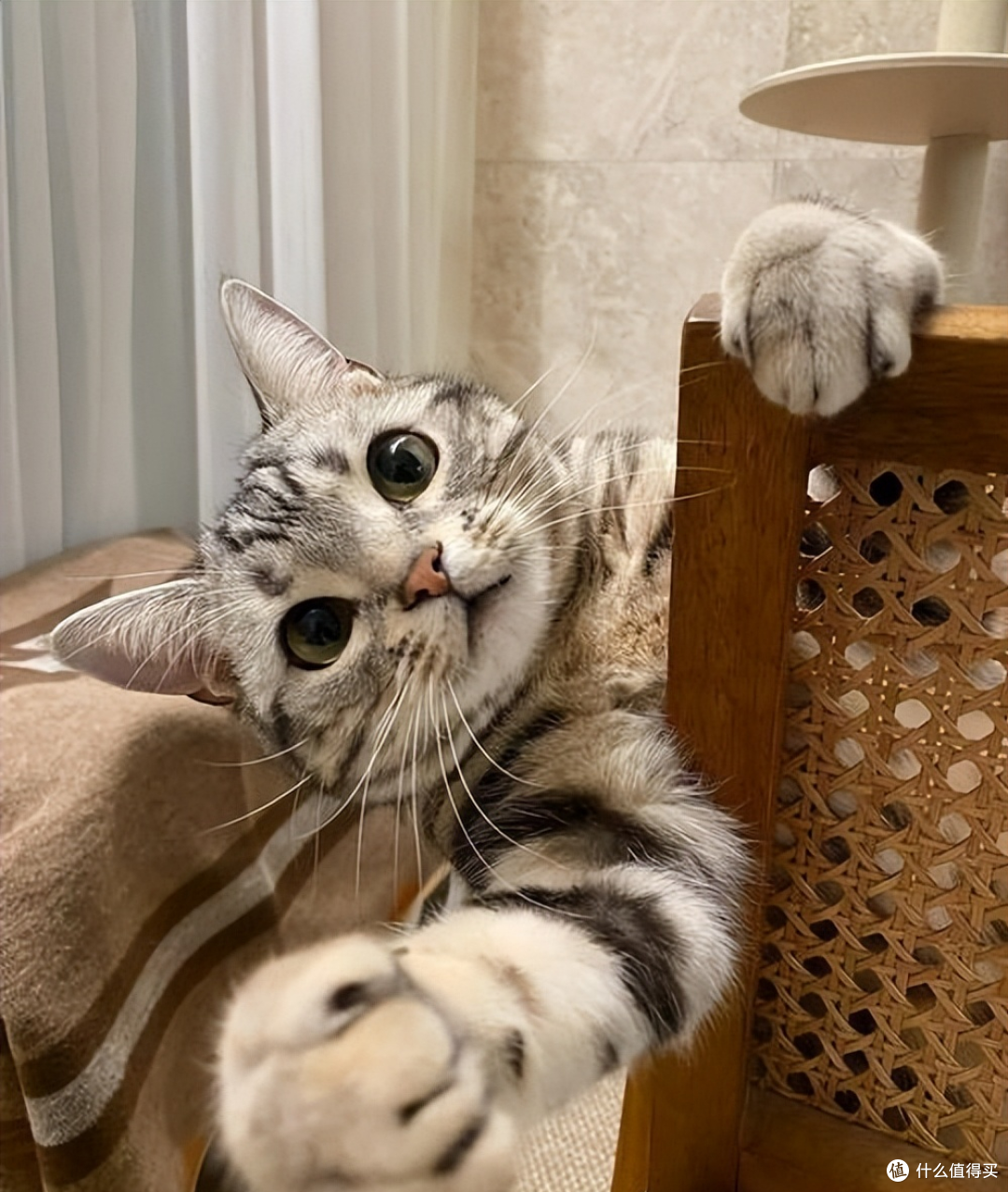 乐顿夹心猫粮好不好?值得买吗?2026乐顿夹心猫粮测评