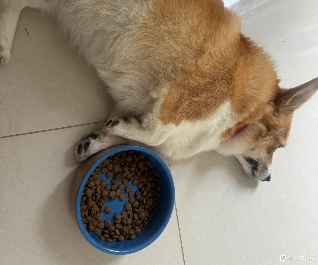 烘焙狗粮选择什么牌子好?38节性价比高的狗粮推荐