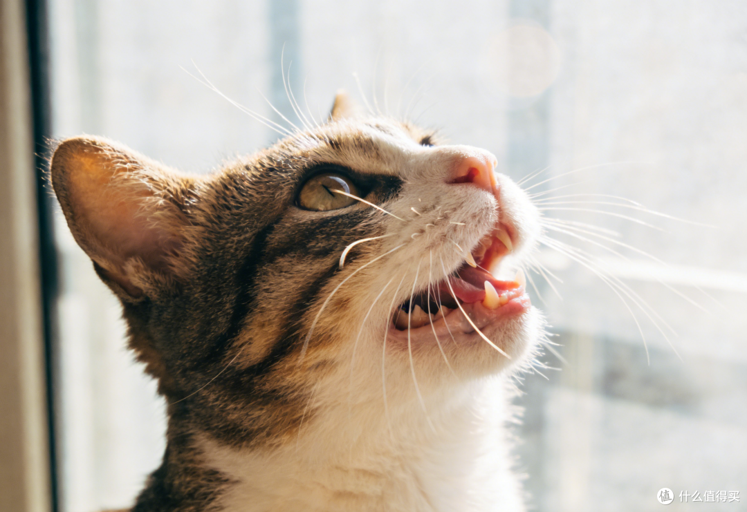 分阶分龄猫粮怎么选?教你如何正确看待分阶分龄!