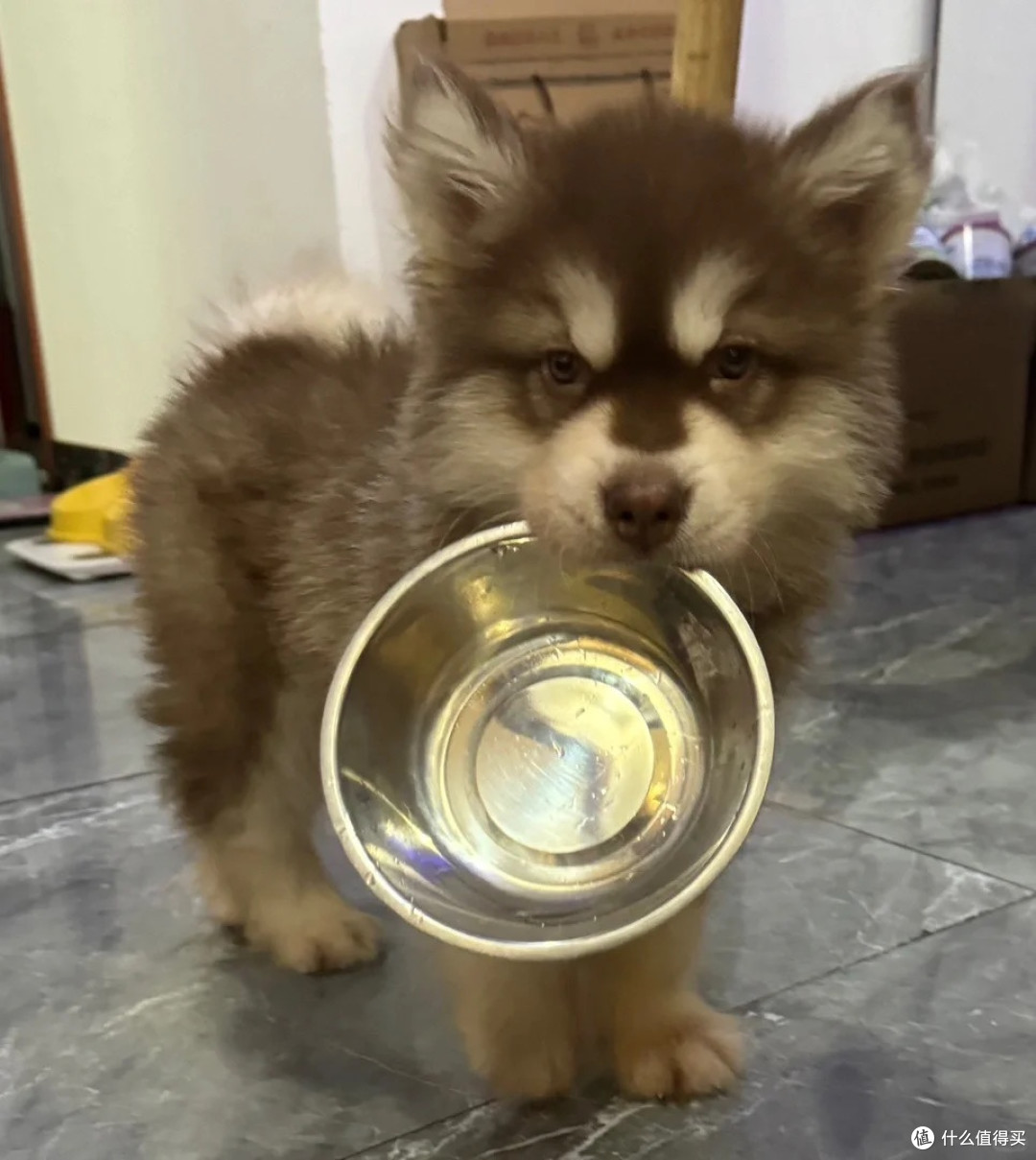 狗狗肠胃差吃什么烘焙狗粮?护肠狗粮测评,肠胃弱狗狗放心选