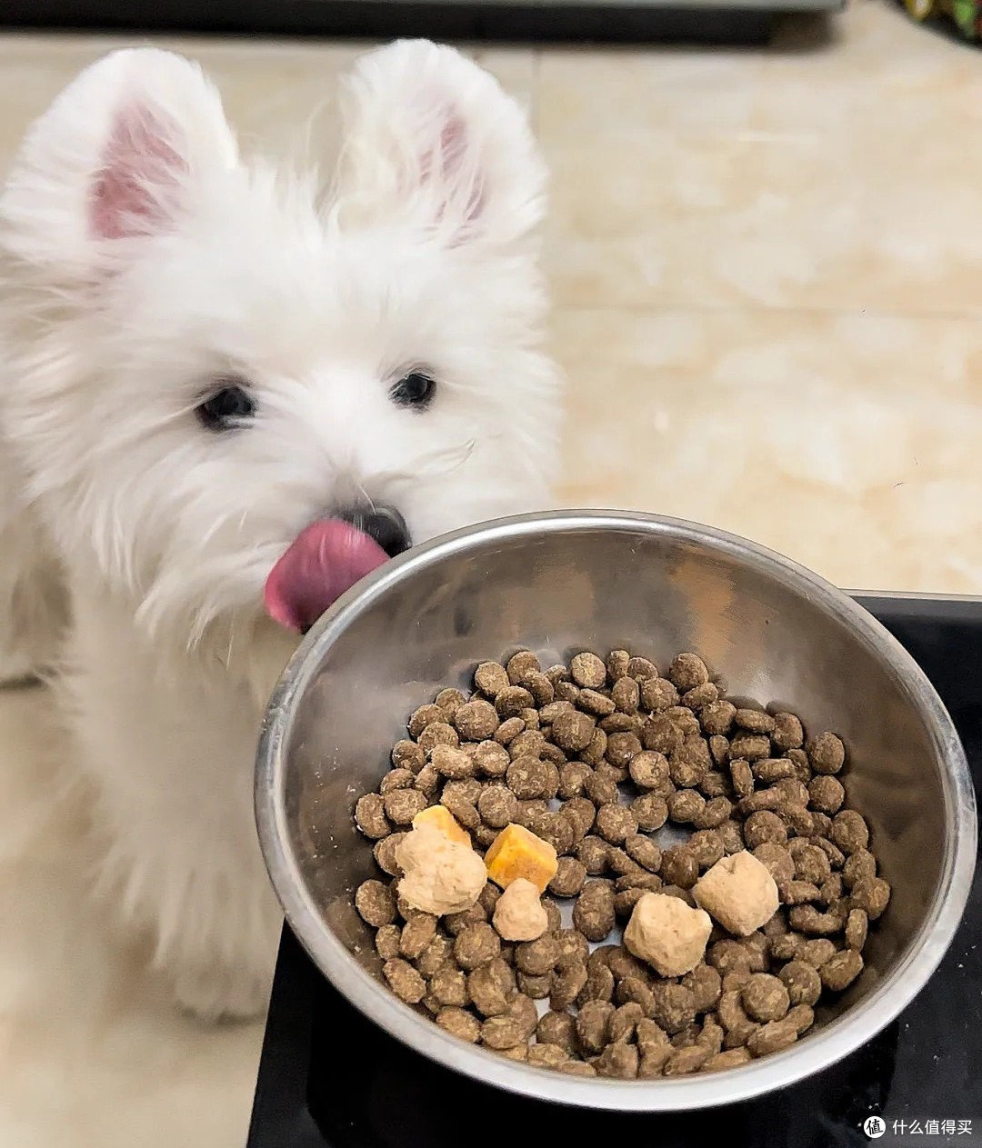 质量好的烘焙狗粮品牌有哪些?狗粮测评真实最新