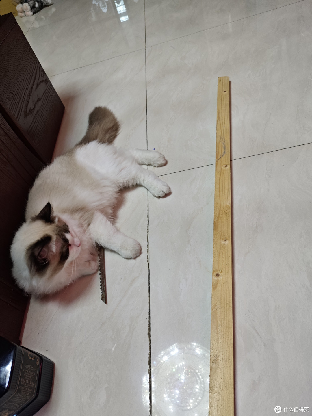 死猫对手锯很感兴趣，刚放地上就被它搂走了，骗了半天才拿出来。