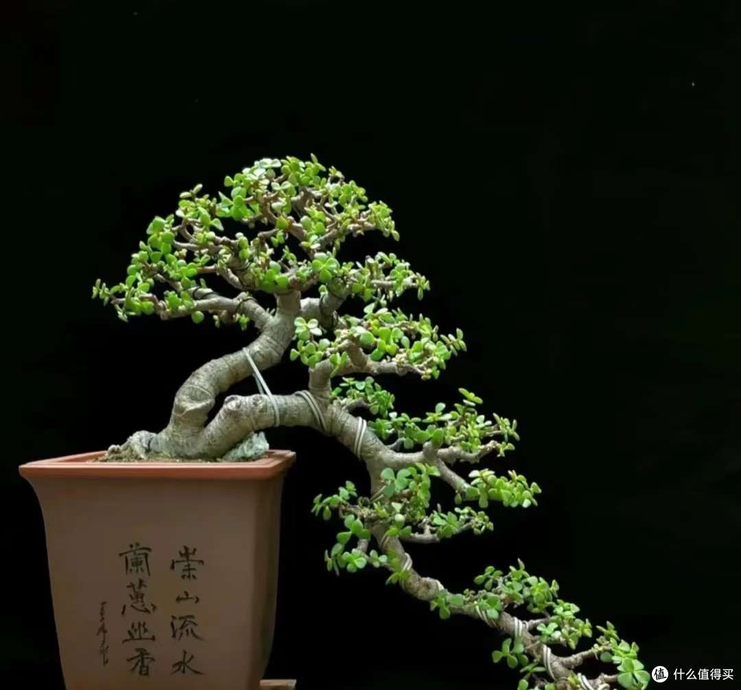 广东大叔咔嚓一剪,就把金枝玉叶八爪鱼“变成精美盆景”:神了!
