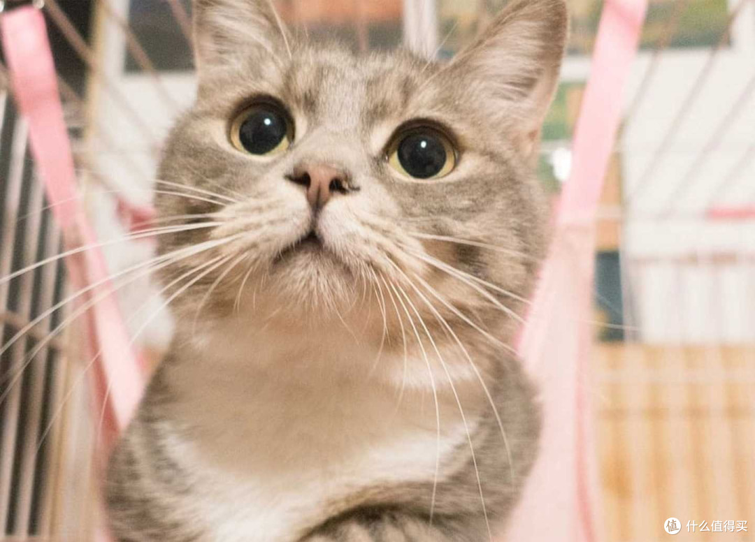 养猫别再瞎喂!这5点99%的人喂错,内附2026比较好的猫粮