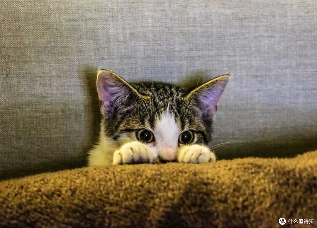 救命!选猫粮崩溃?一篇治好选择困难,内附世界十大顶级猫粮品牌