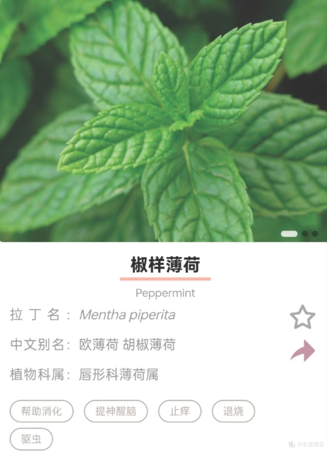 打工人办公室续命精油,下午三点不再困成狗