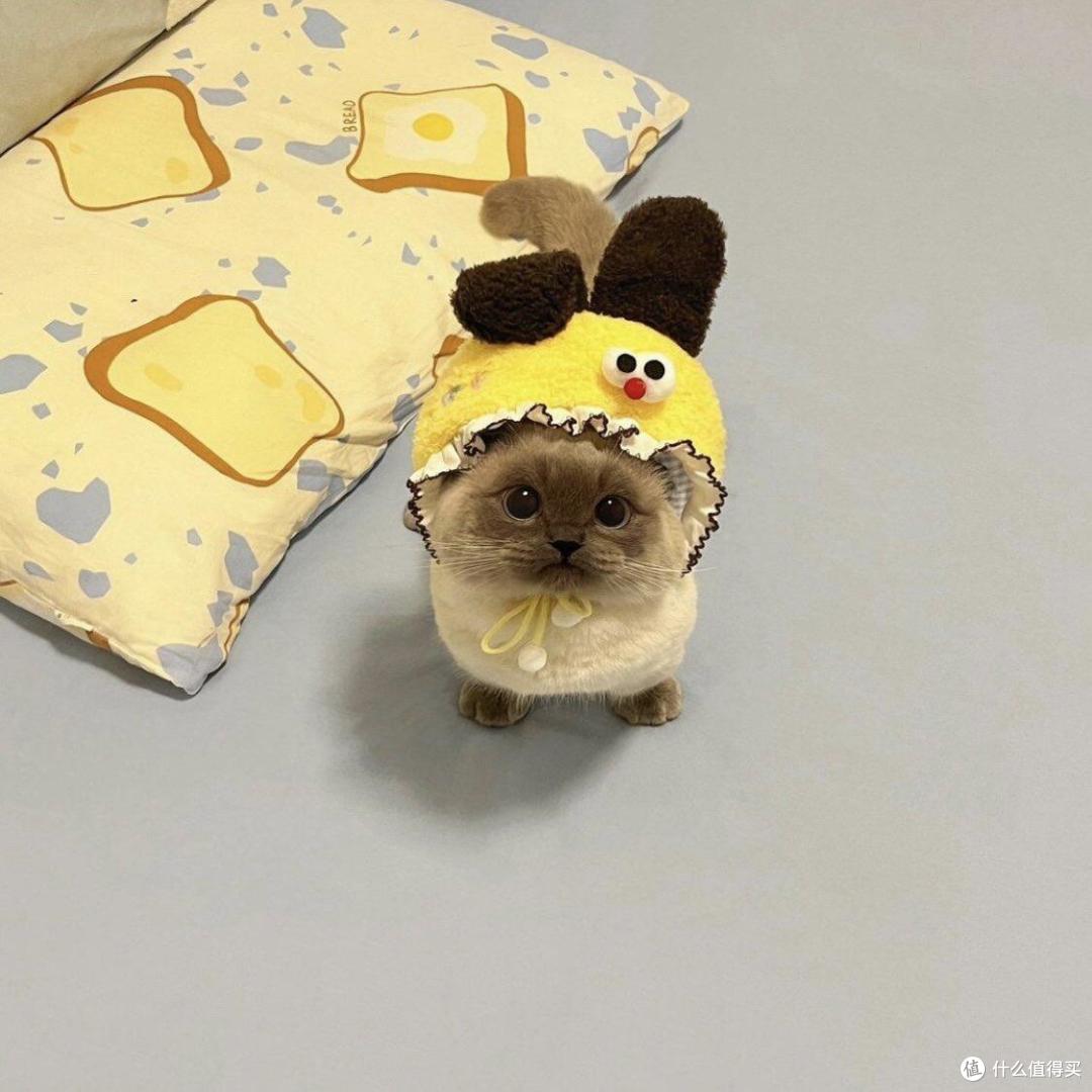 养胃猫粮选购指南
