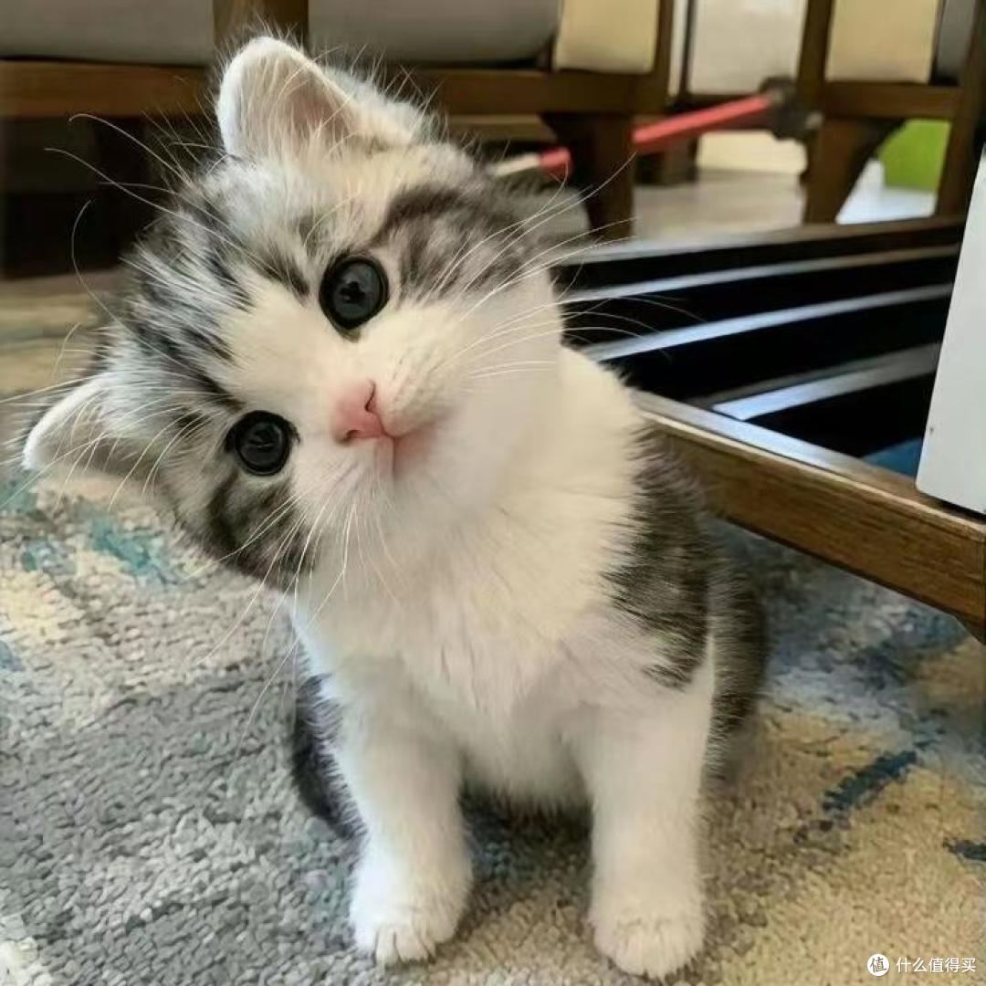 2026年养胃猫粮榜单