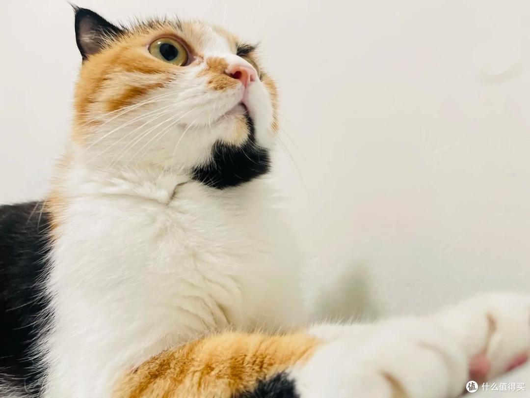 猫咪太瘦不长肉?这几款增肥发腮的优质猫粮,快收藏!