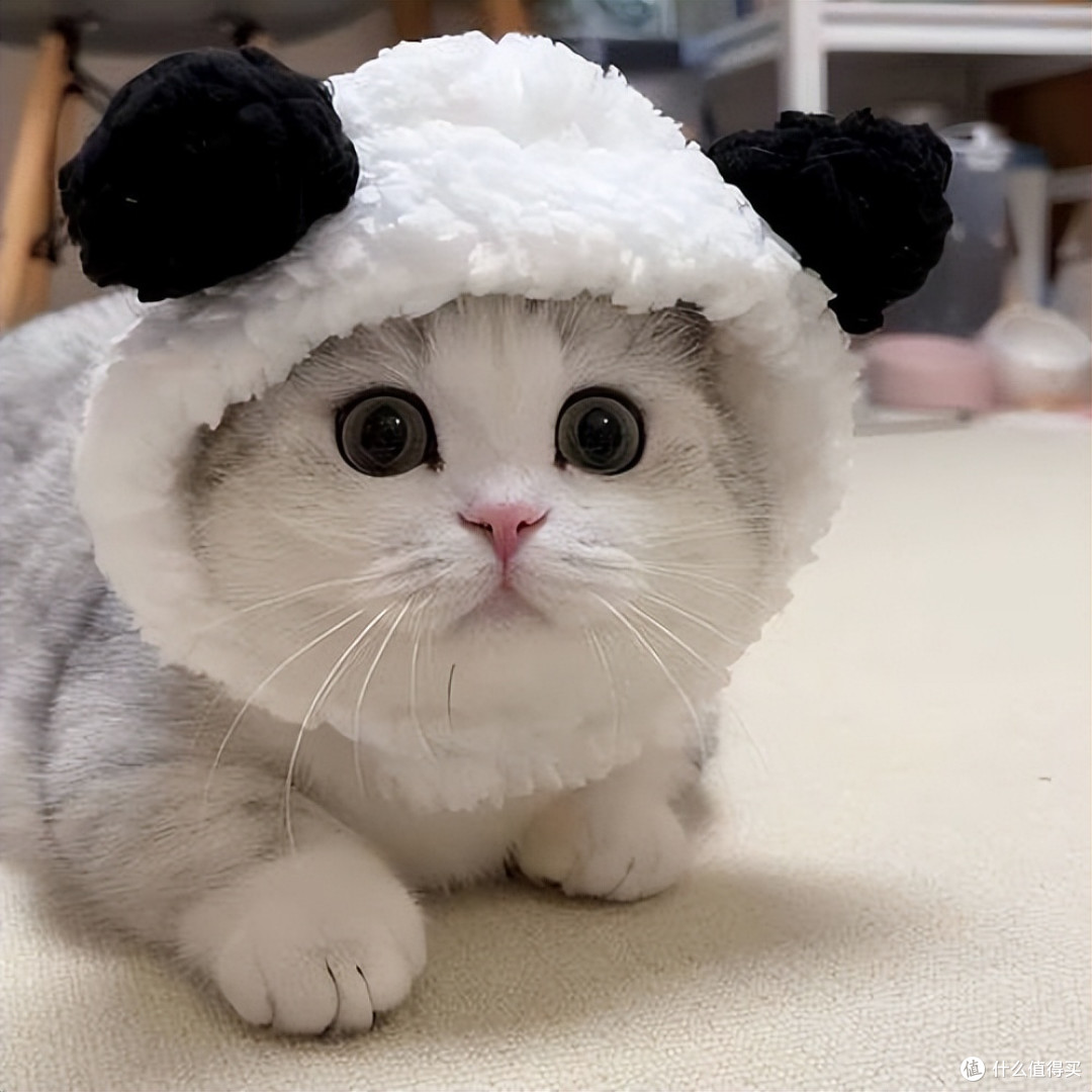 猫咪太瘦不长肉?这几款增肥发腮的优质猫粮,快收藏!