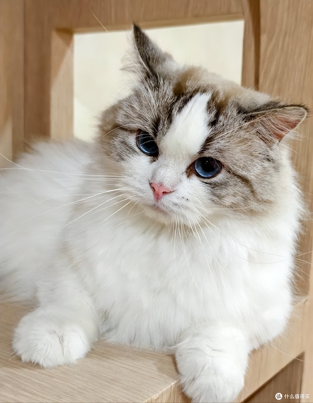 猫咪太瘦不长肉?这几款增肥发腮的优质猫粮,快收藏!