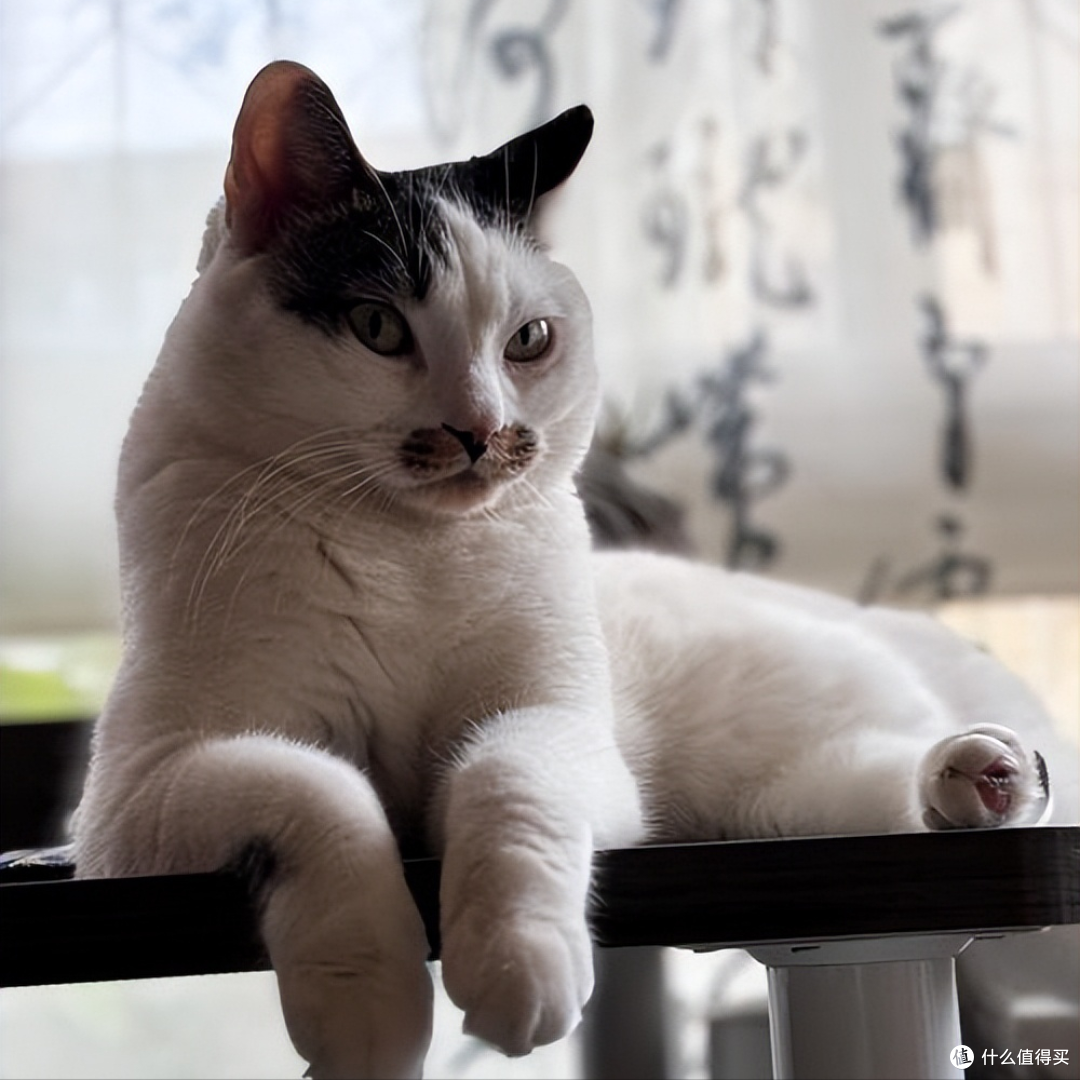 猫咪太瘦不长肉?这几款增肥发腮的优质猫粮,快收藏!