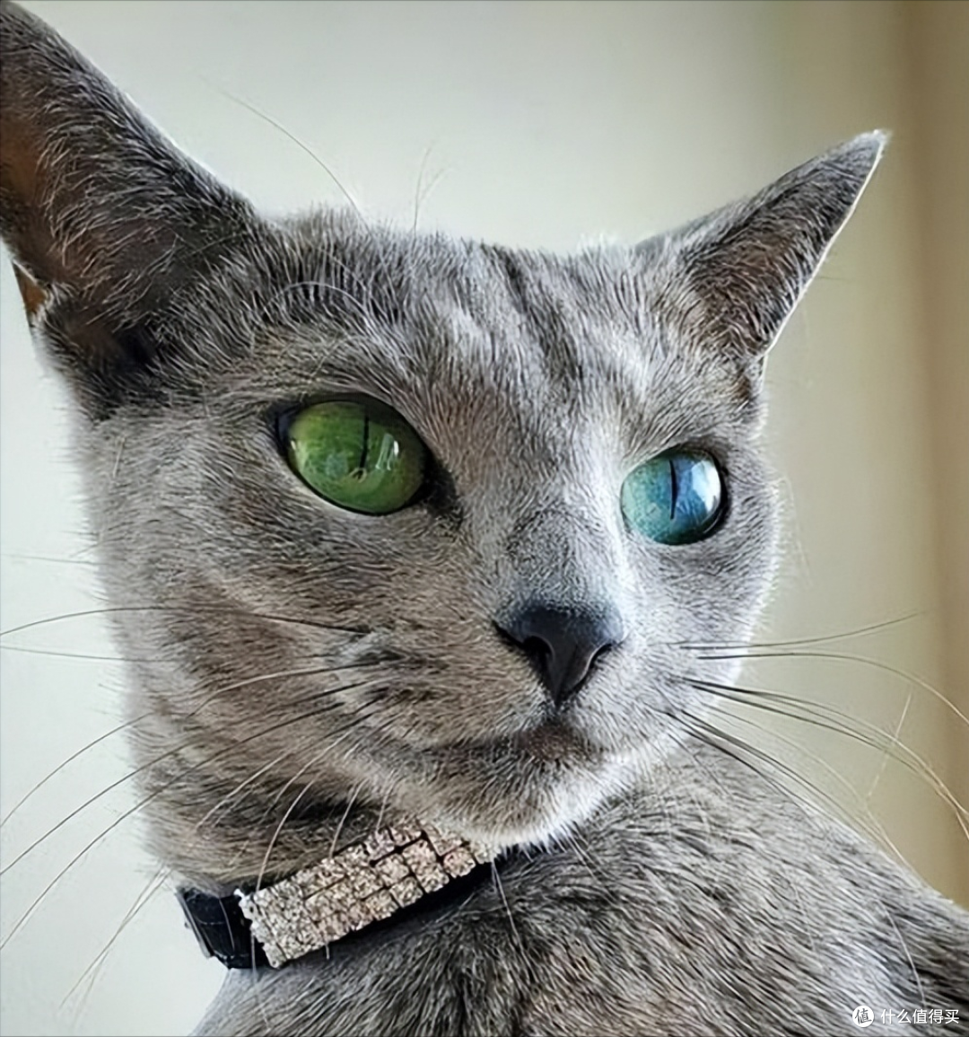 猫咪太瘦不长肉?这几款增肥发腮的优质猫粮,快收藏!