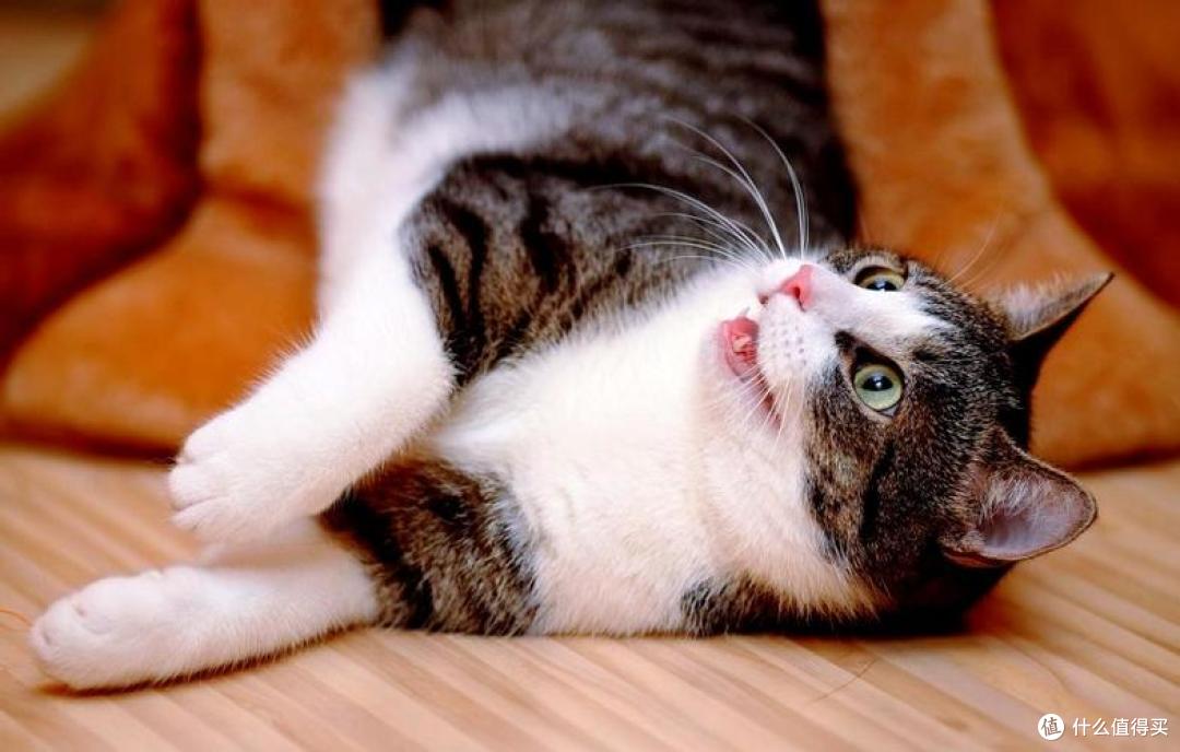猫咪太瘦不长肉?这几款增肥发腮的优质猫粮,快收藏!