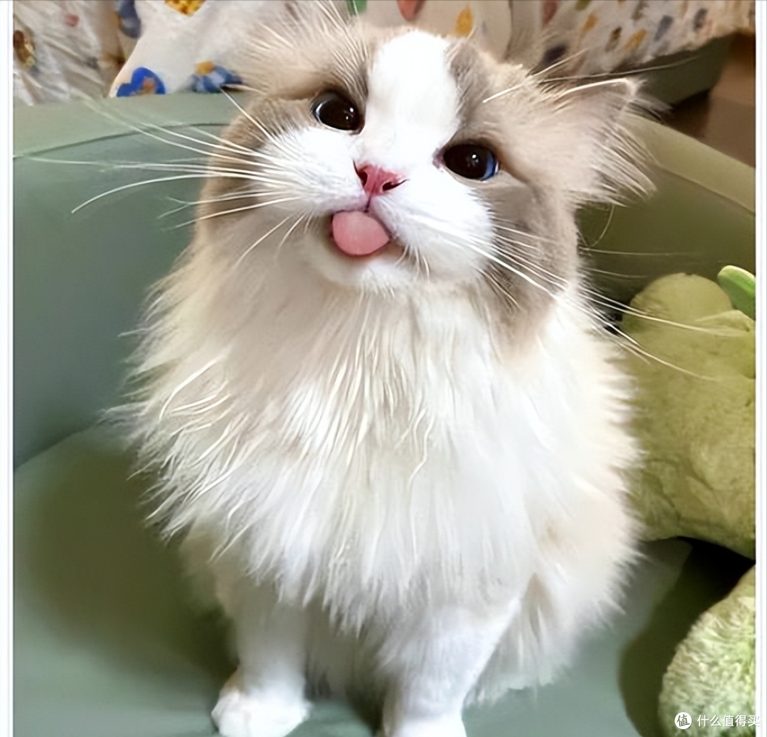 猫咪太瘦不长肉?这几款增肥发腮的优质猫粮,快收藏!