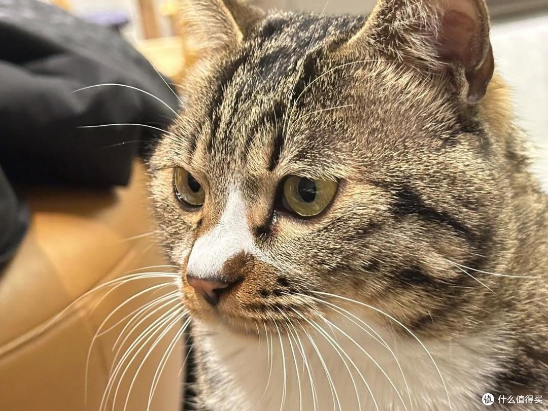 猫咪太瘦不长肉?这几款增肥发腮的优质猫粮,快收藏!