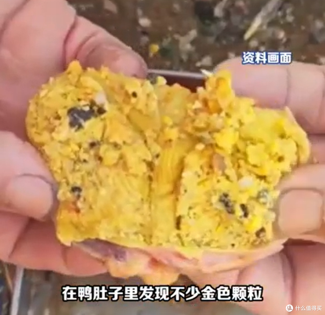 鸭子竟成“藏金兽”!杀鸭剖肚惊现黄金,主人笑疯:河道曾采金!