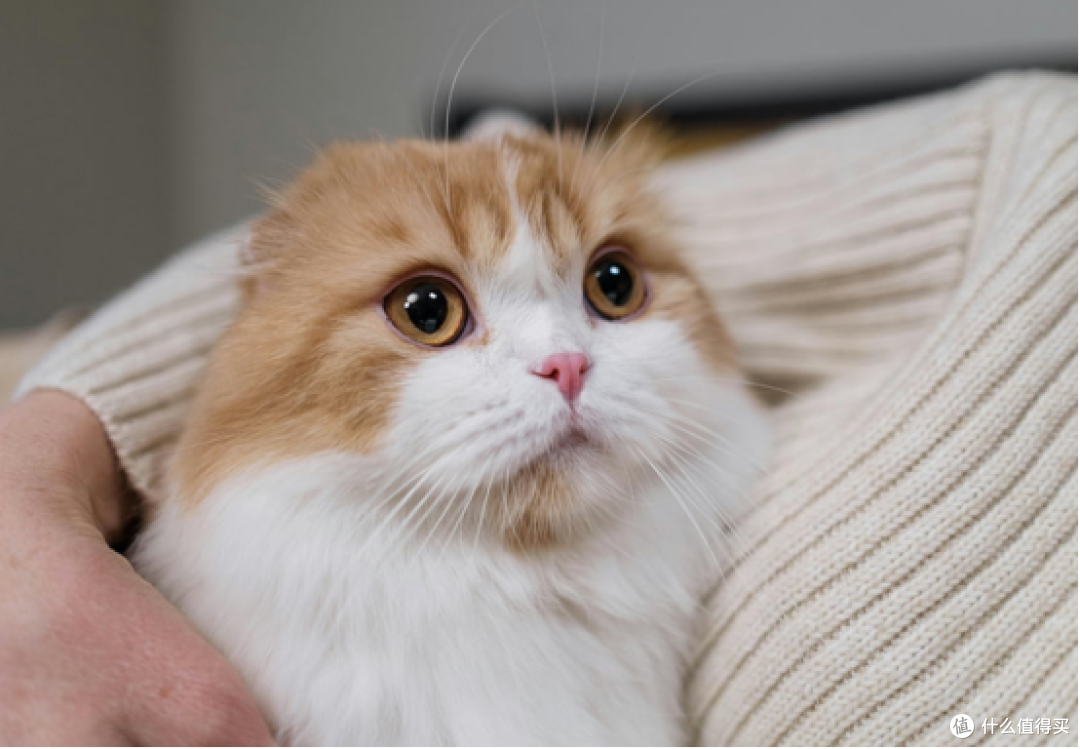 买便宜还是最贵的猫粮?盘点2026年最好的猫粮排行榜前十名