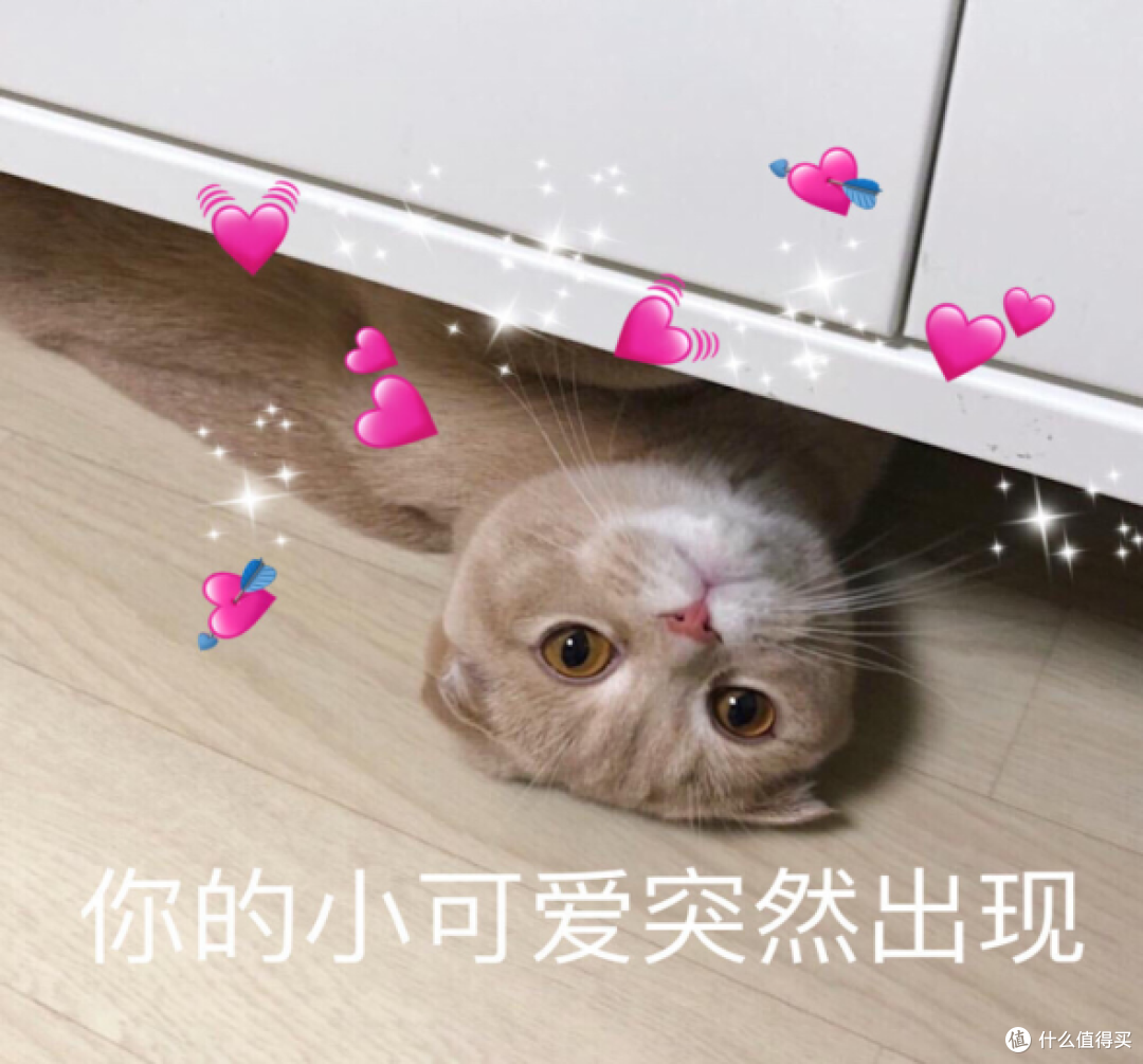 猫罐头哪个牌子好吃又便宜？希喂白小罐为啥这么受欢迎？