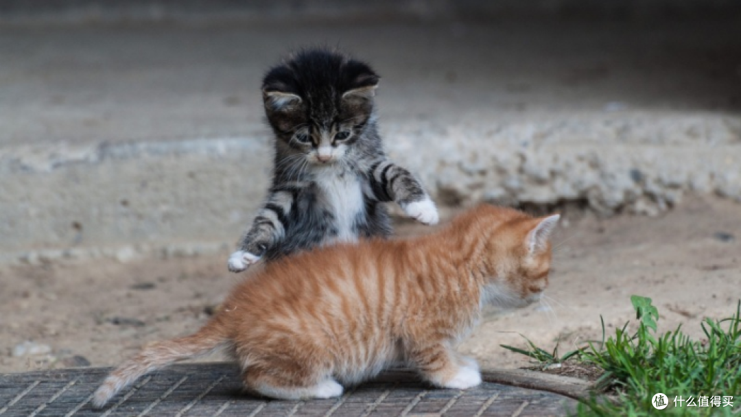 猫罐头哪个牌子好吃又便宜？希喂白小罐为啥这么受欢迎？