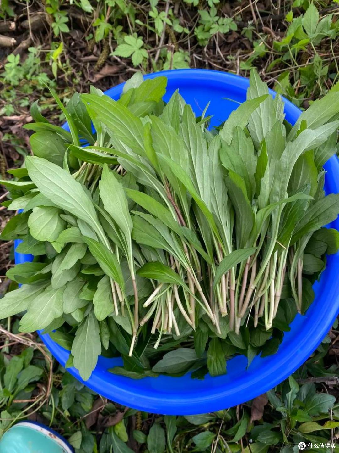 春天吃啥应季“野菜”?试试这10样,营养高口感好,错过再等一年
