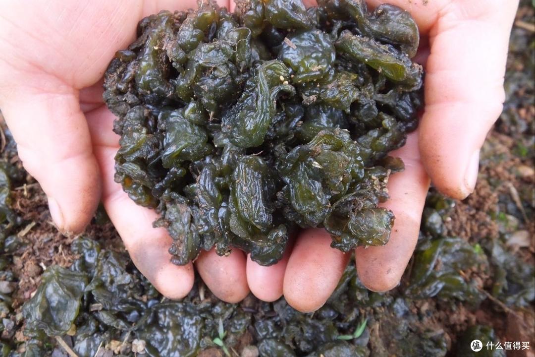春天吃啥应季“野菜”?试试这10样,营养高口感好,错过再等一年