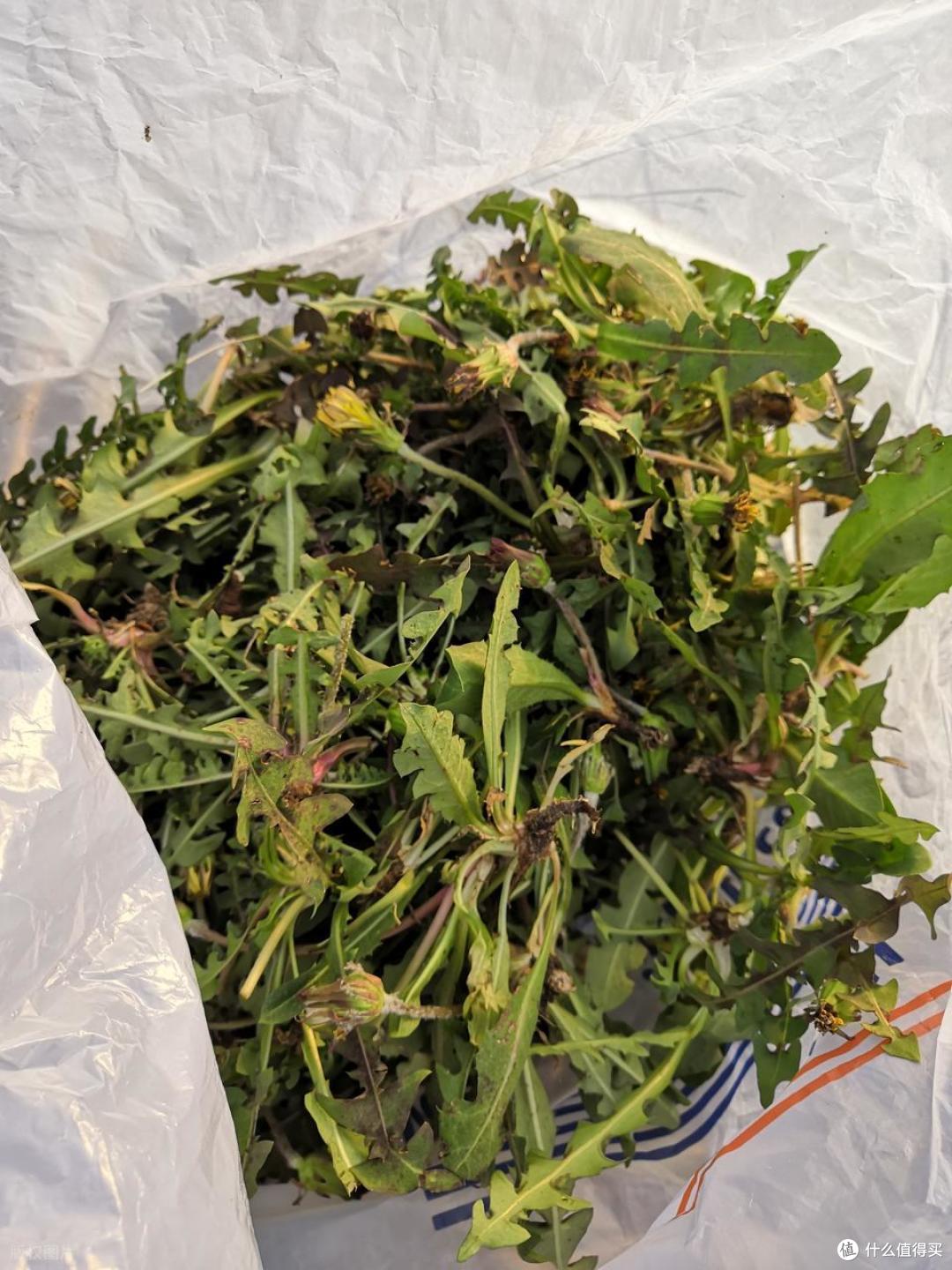 春天吃啥应季“野菜”?试试这10样,营养高口感好,错过再等一年