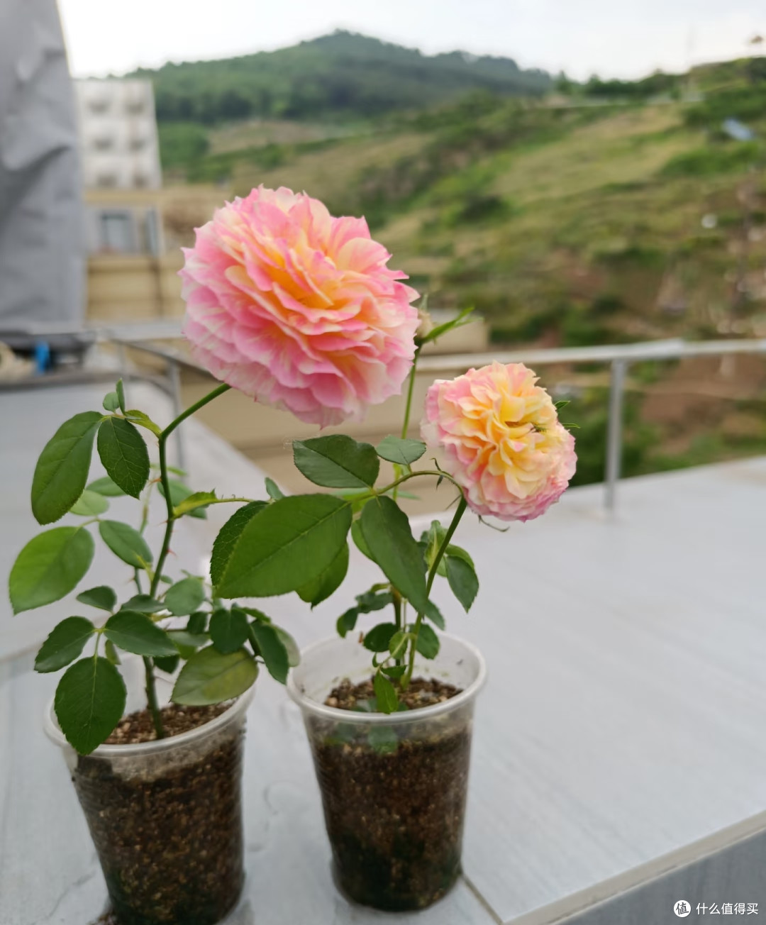 广东女子因表弟“扦插的月季开花太美”走红,网友:美如AI太仙了