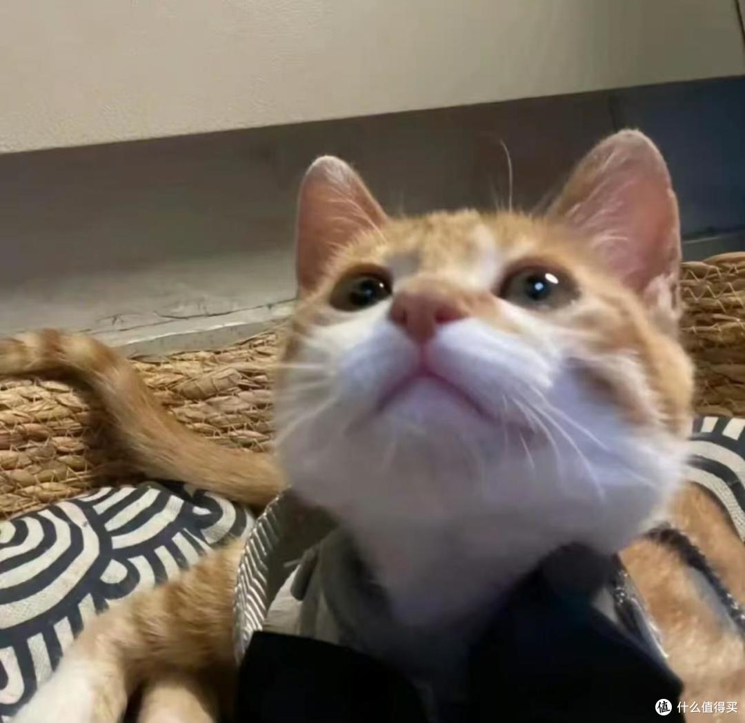 猫粮选购标准说明图