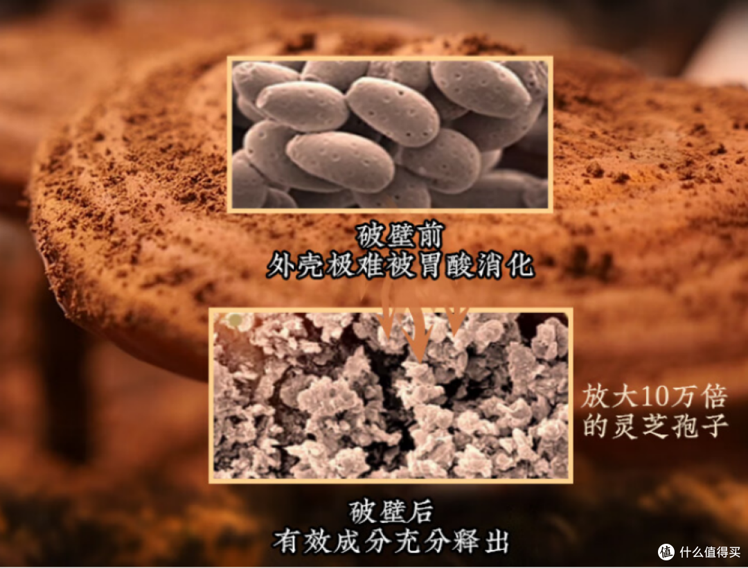 灵芝孢子粉哪个品牌最好？最新中国十大名牌排名，熬夜党优选指南